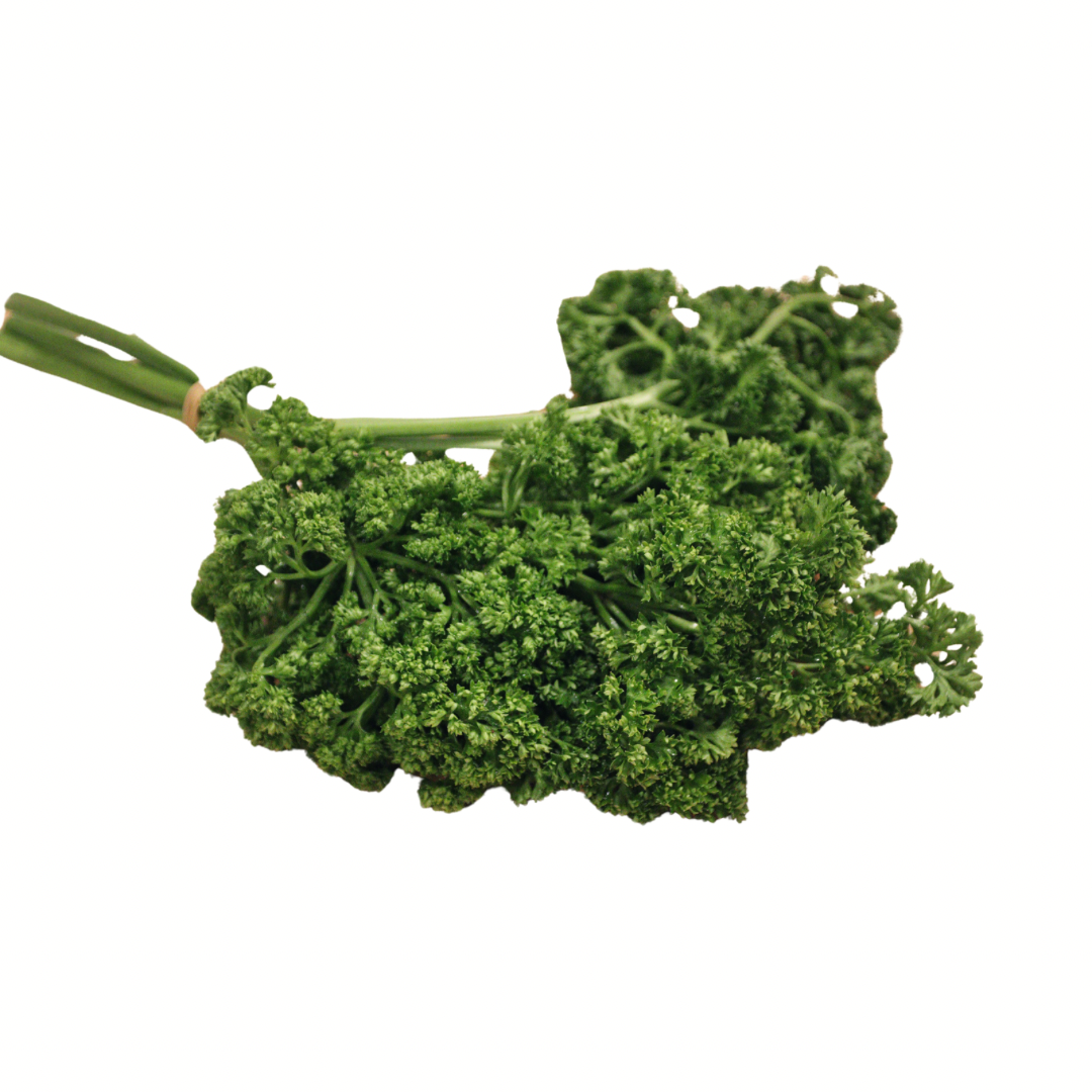 English Parsley