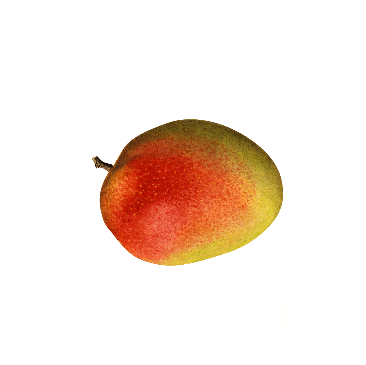 Mango Australia