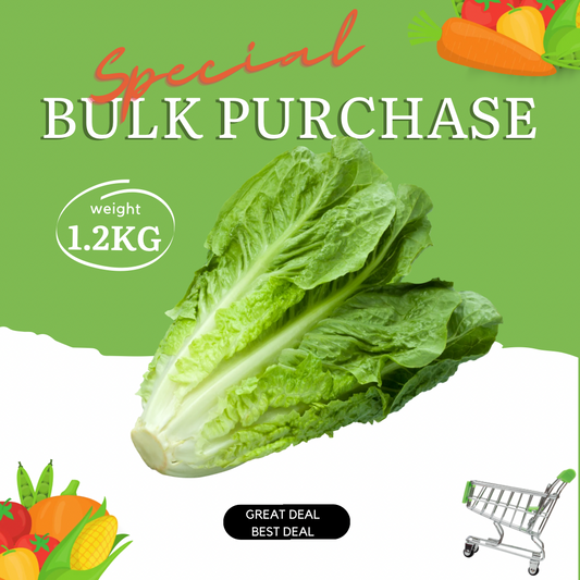 Romaine Lettuce Bulk Special