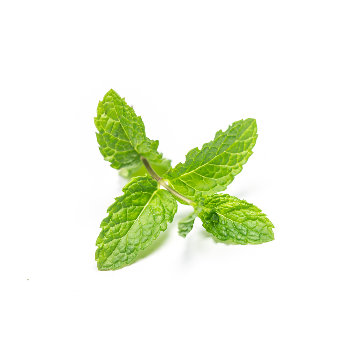 Mint Leaf