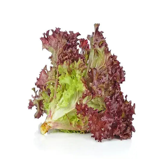 Lettuce Red Coral