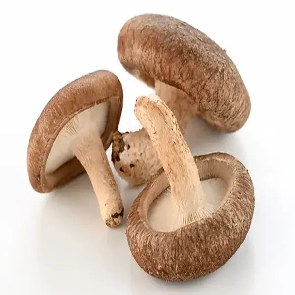 Mushroom Shiitake