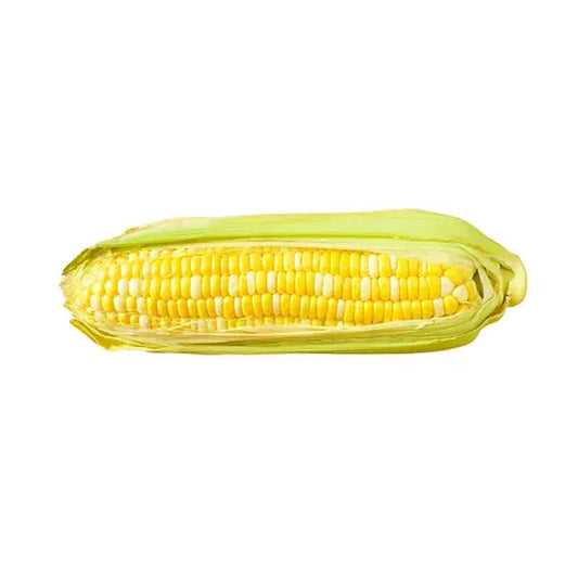 Corn Sweet Bi Colour